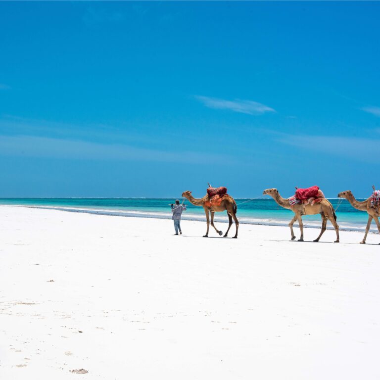 Camels walking along the white sand at Diani Beach